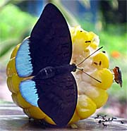 'Butterfly' by Asienreisender
